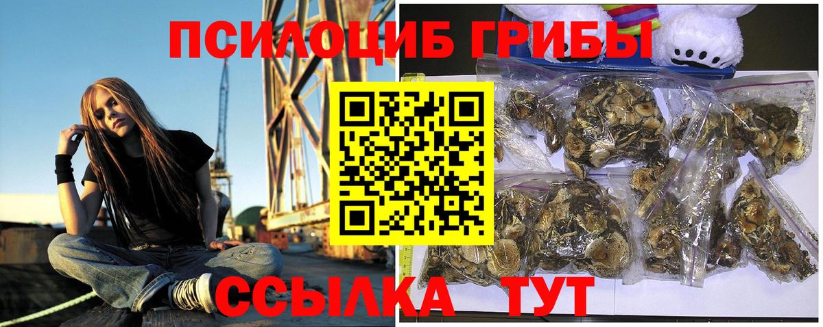 Черняховск  Псилоцибиновые грибы Cubensis  Вход с VPN 