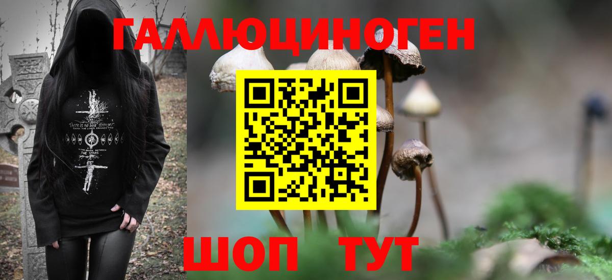 Галлюциногенные грибы Psilocybine cubensis Черняховск